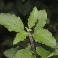 Ocimum basilicum var. basilicum L.